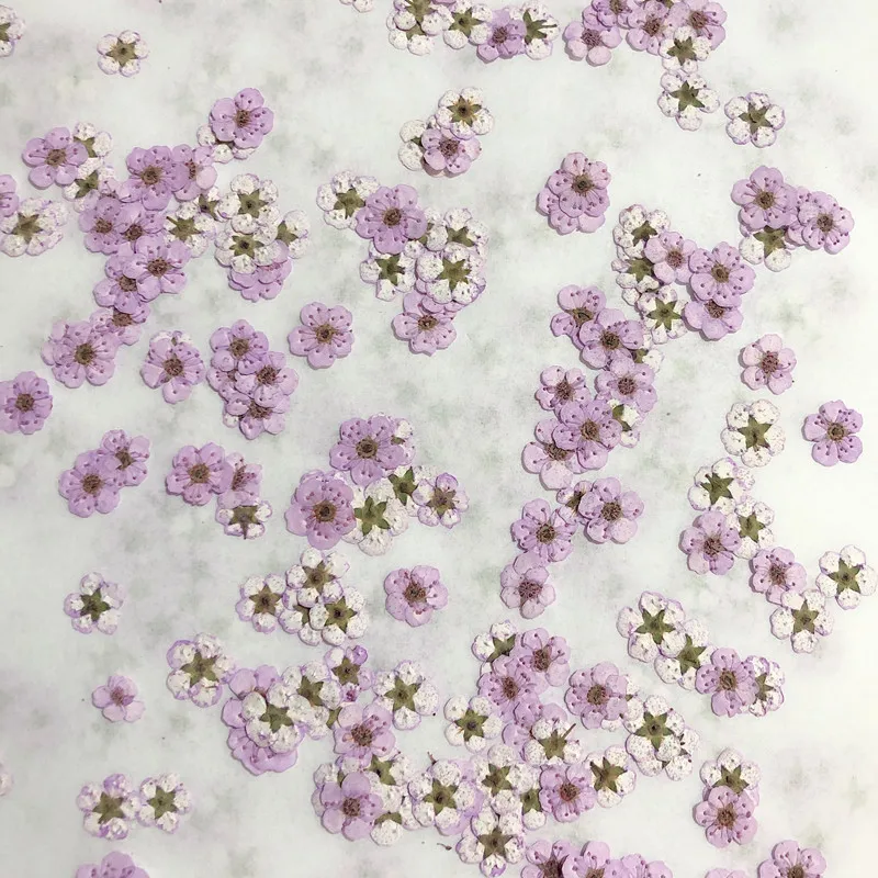 Dried Flower Pressed - Gepresste Mini-Narzissen, getrocknete Blüten, kleine Pflaumenblüten