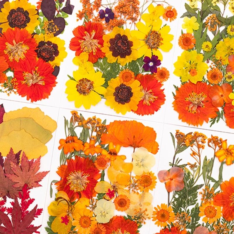 Dried Flower Pressed - Getrocknete gepresste für Harzformen, Scrapbooking, Schmuck,