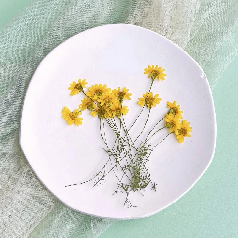 Dried Flower Pressed - 6-10cm/24 Stück, Naturgetrocknete Chrysanthemen, Echte Kamillenzweige