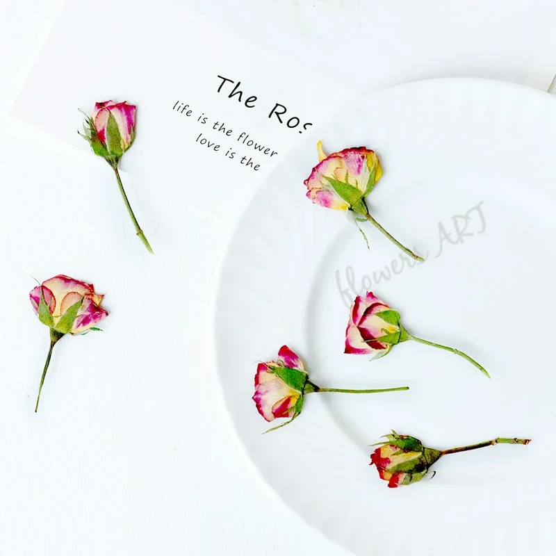 Gepresste Rosenknospen-Blütenb – Dried Flower Pressed Bewertung und Preis