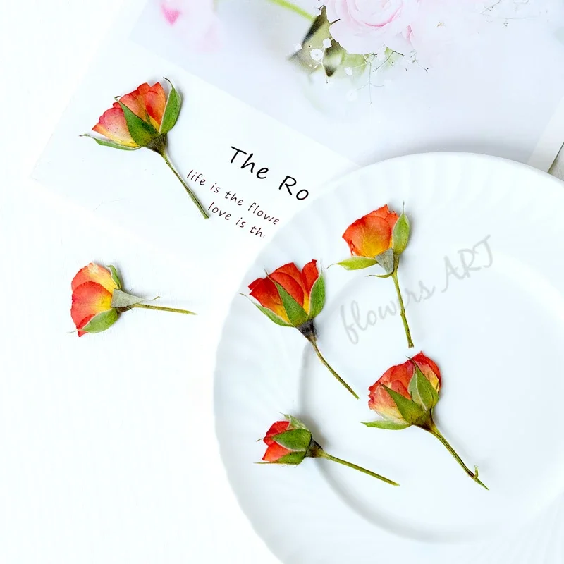 Gepresste Rosenknospen-Blütenb – Dried Flower Pressed Bewertung und Preis