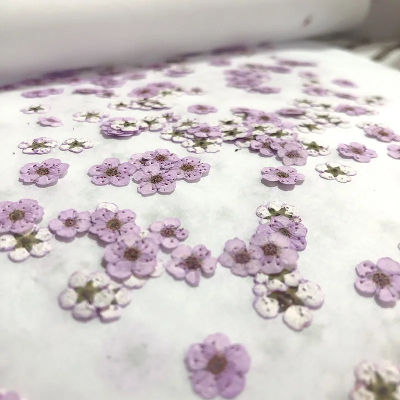 Gepresste Mini-Narzissen, getr – Dried Flower Pressed Bewertung und Preis