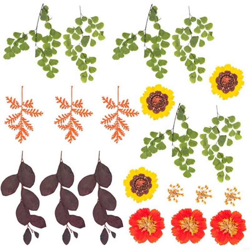 Getrocknete gepresste für Harz – Dried Flower Pressed Bewertung und Preis