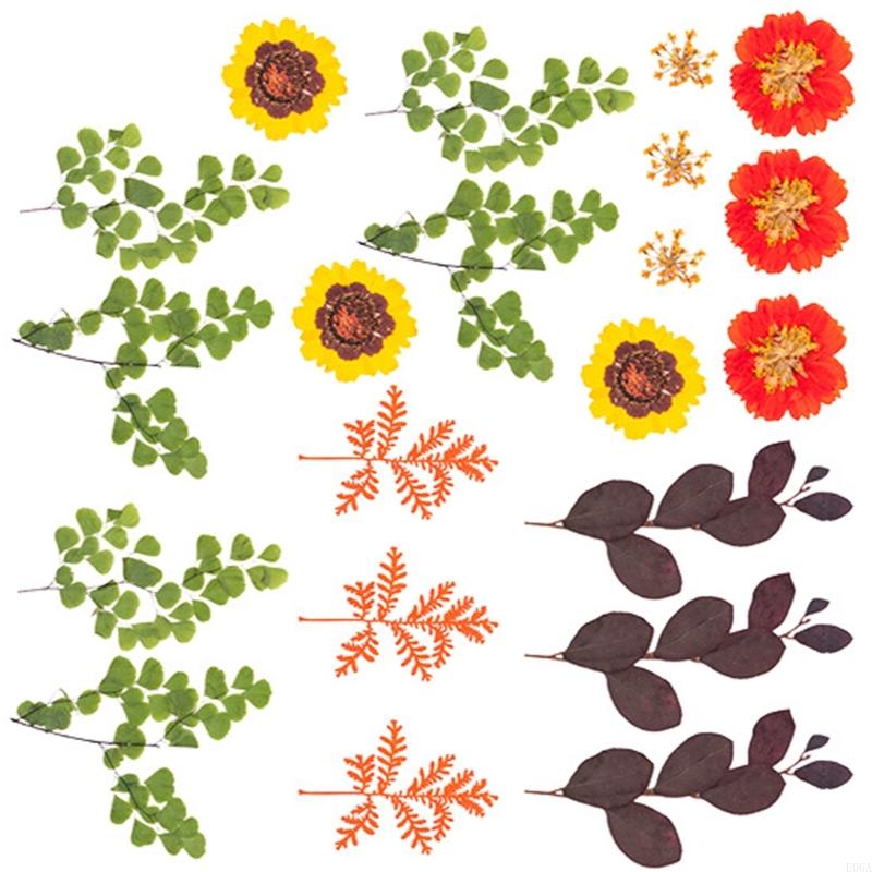 Getrocknete gepresste für Harz – Dried Flower Pressed Bewertung und Preis