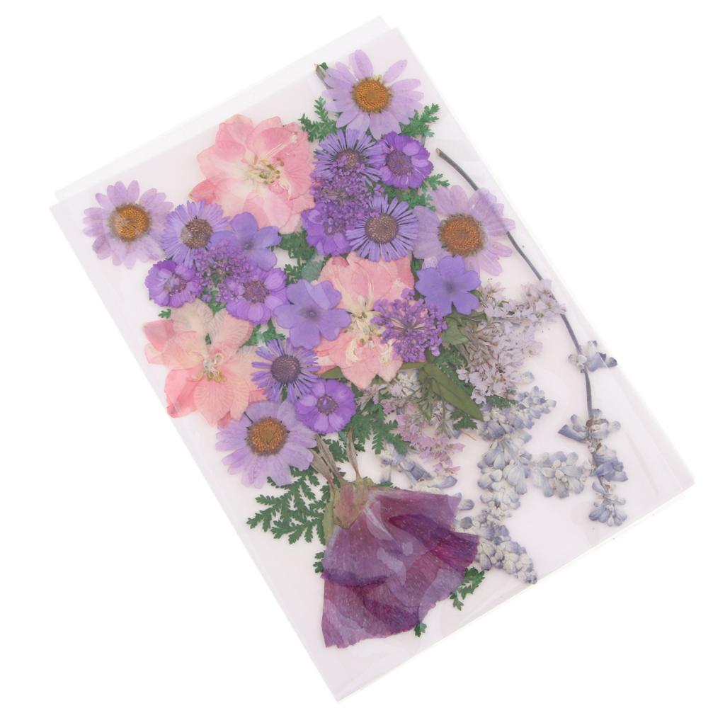 Natürliche Gepresste Getrockne – Dried Flower Pressed Bewertung und Preis