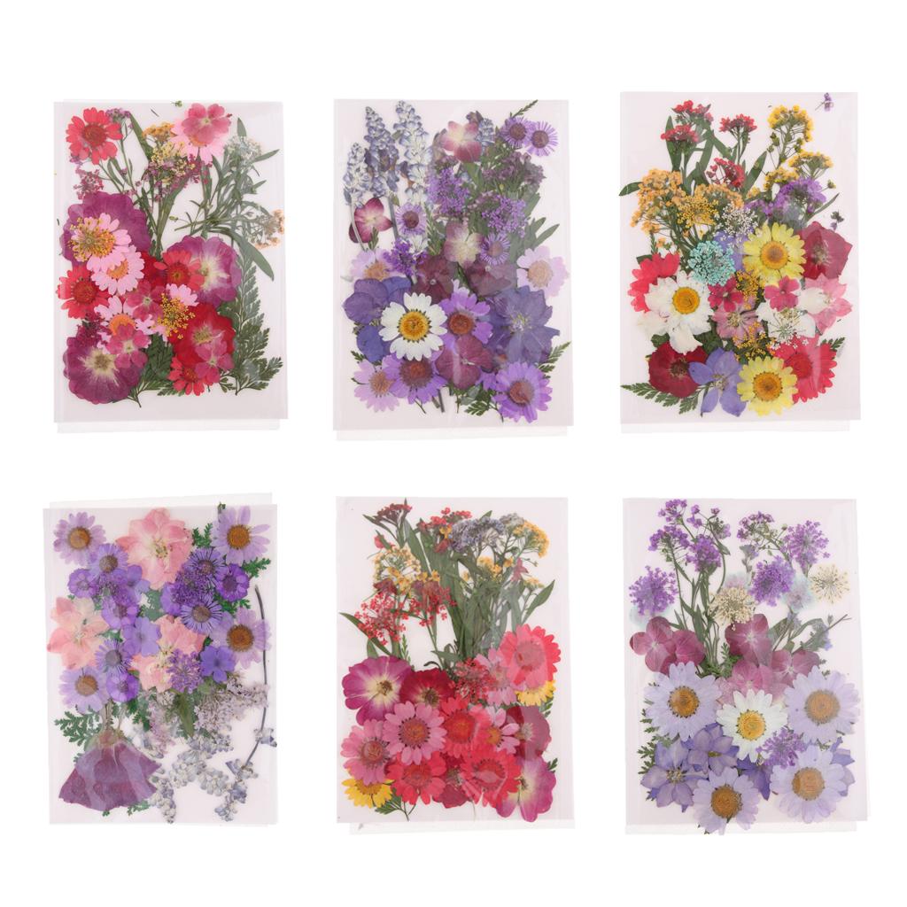 Natürliche Gepresste Getrockne – Dried Flower Pressed Bewertung und Preis