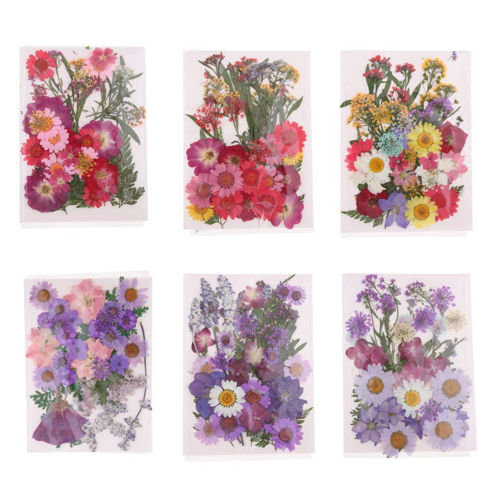 Natürliche Gepresste Getrockne – Dried Flower Pressed Bewertung und Preis