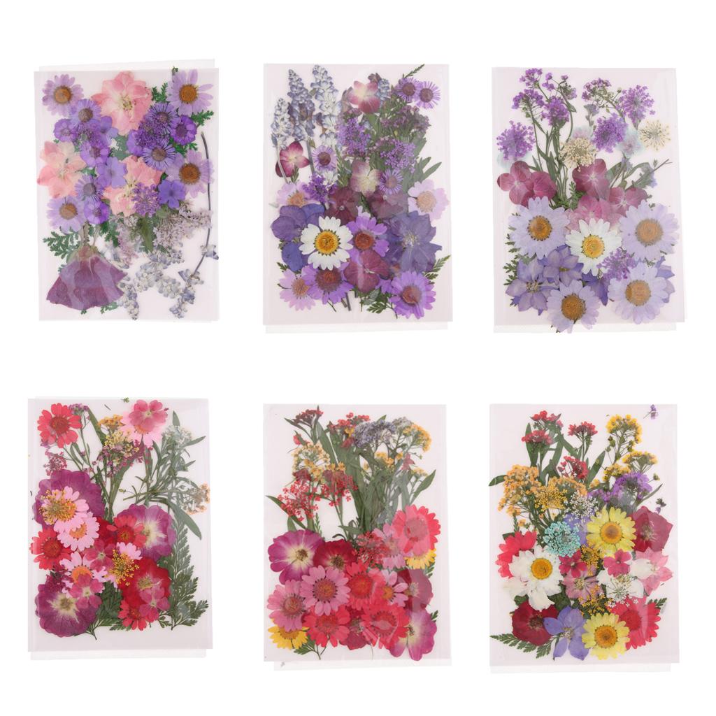 Natürliche Gepresste Getrockne – Dried Flower Pressed Bewertung und Preis