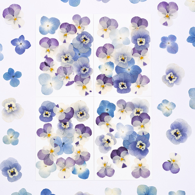 12 Stück, Echte Viola Cornuta  – Dried Flower Pressed Bewertung und Preis