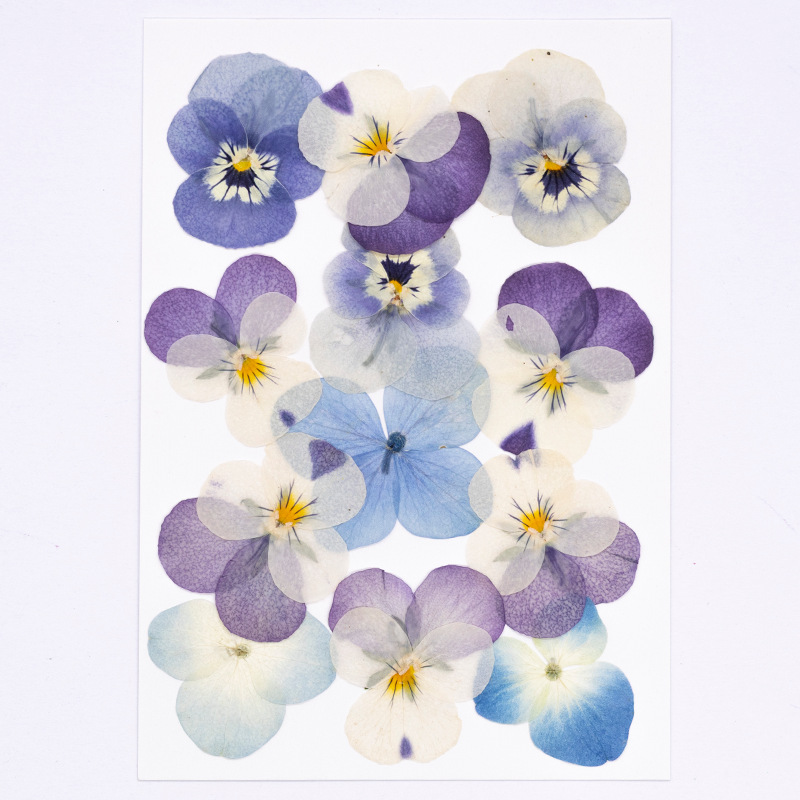 12 Stück, Echte Viola Cornuta  – Dried Flower Pressed Bewertung und Preis