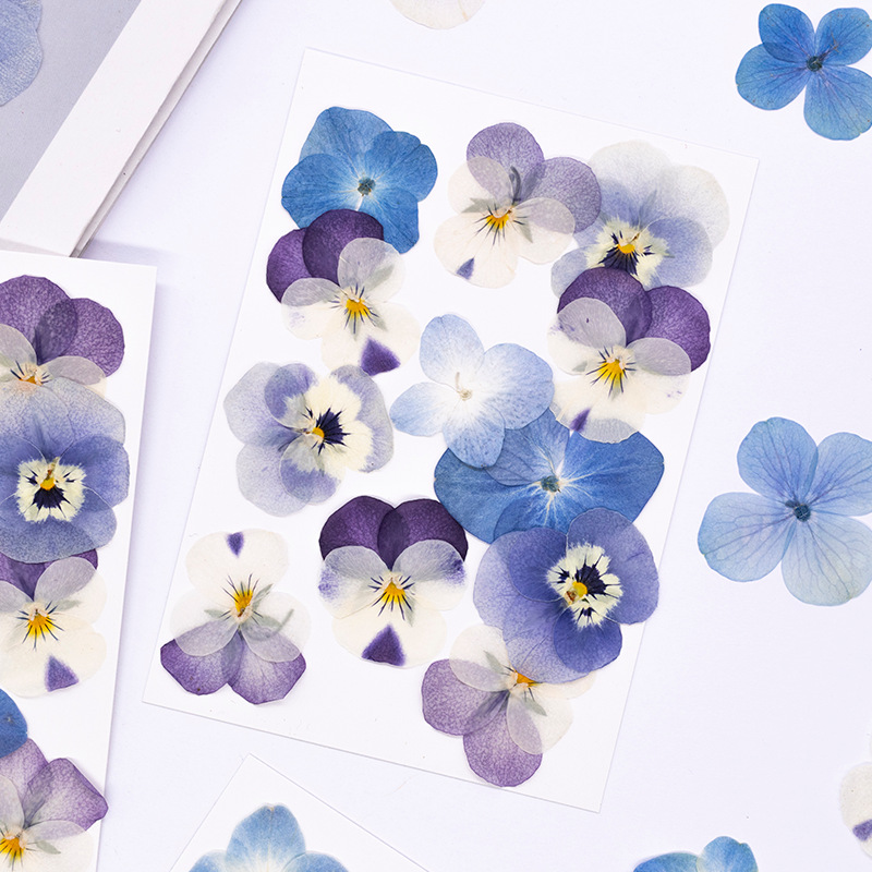 12 Stück, Echte Viola Cornuta  – Dried Flower Pressed Bewertung und Preis