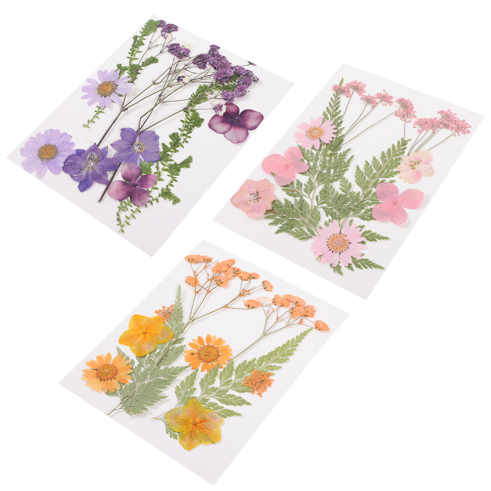 Getrocknete Blumen Dekorations – Dried Flower Pressed Bewertung und Preis