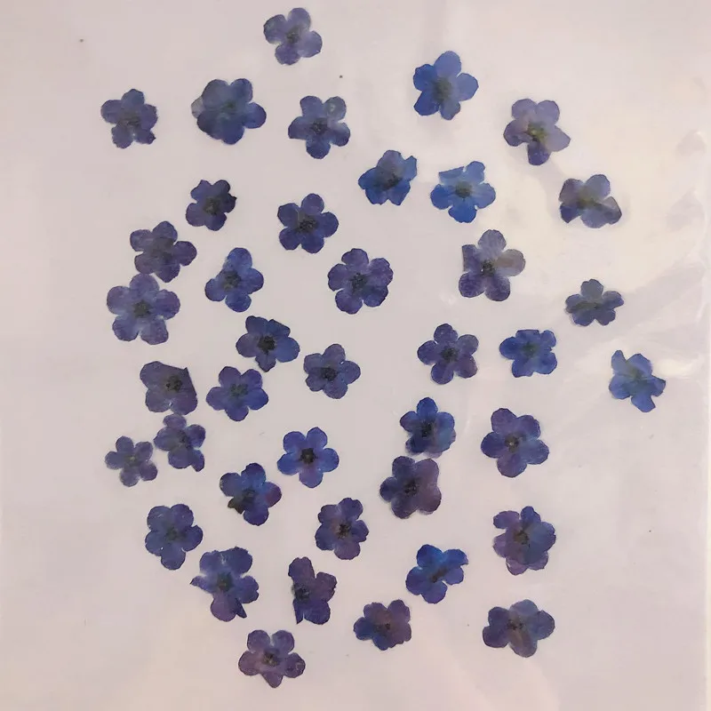 80 Stück/0,5-1,5 cm, Gepresste – Dried Flower Pressed Bewertung und Preis