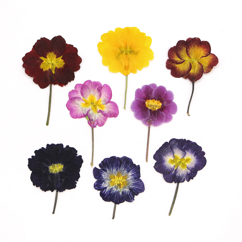 48 Stück Europäische Primrose  – Dried Flower Pressed Bewertung und Preis