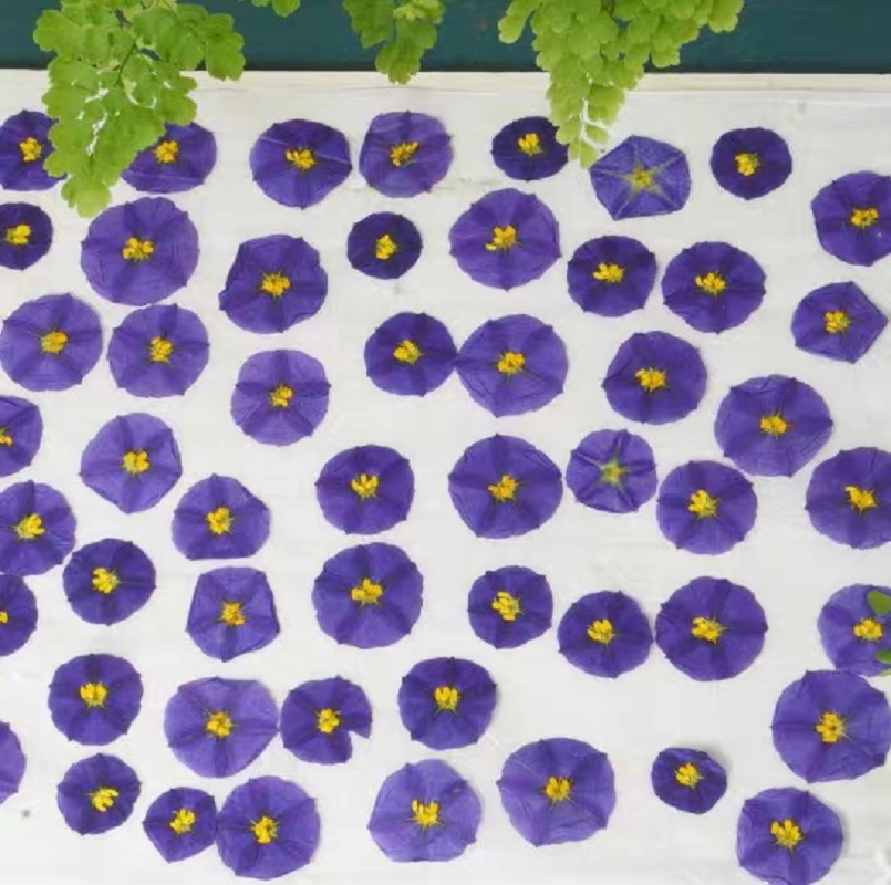 100 stücke Gedrückt Getrocknet – Dried Flower Pressed Bewertung und Preis
