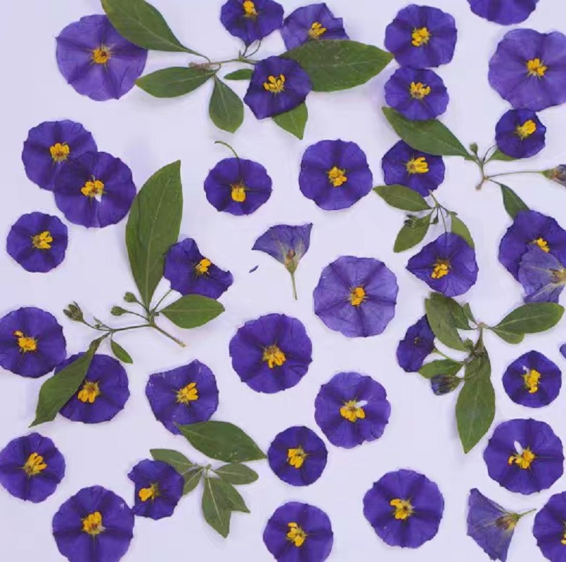 100 stücke Gedrückt Getrocknet – Dried Flower Pressed Bewertung und Preis