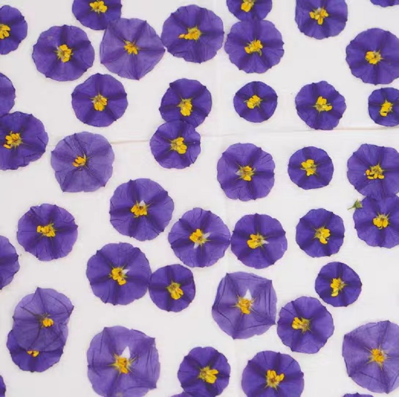 100 stücke Gedrückt Getrocknet – Dried Flower Pressed Bewertung und Preis