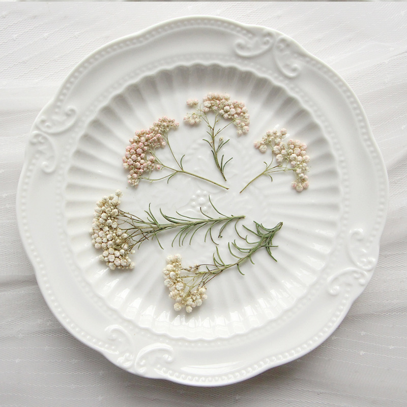 12 Stück, Natürliche Hirseblüt – Dried Flower Pressed Bewertung und Preis