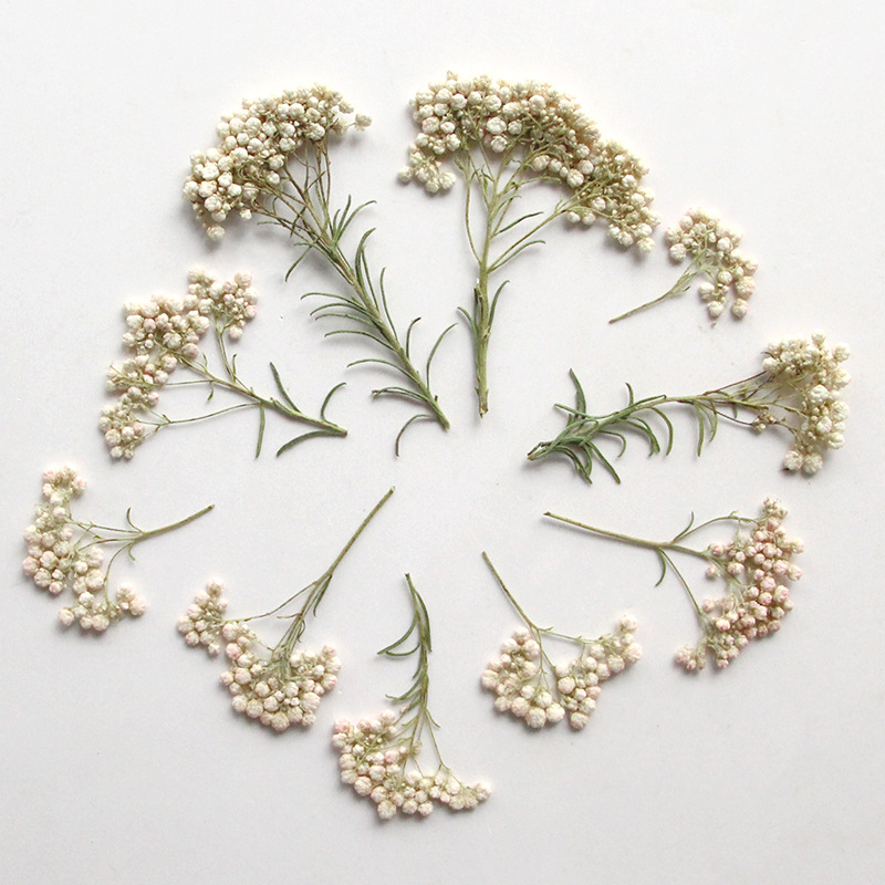 12 Stück, Natürliche Hirseblüt – Dried Flower Pressed Bewertung und Preis