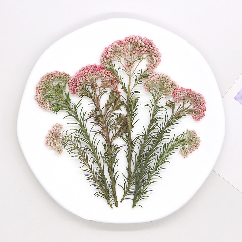 12 Stück, Natürliche Hirseblüt – Dried Flower Pressed Bewertung und Preis