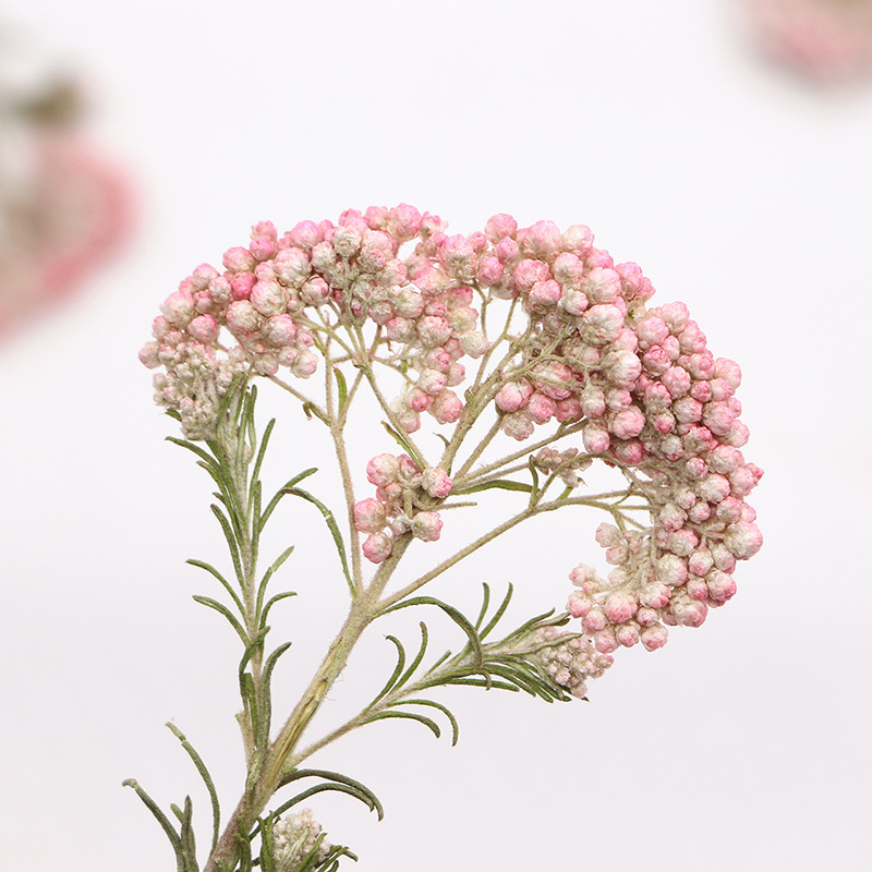 12 Stück, Natürliche Hirseblüt – Dried Flower Pressed Bewertung und Preis
