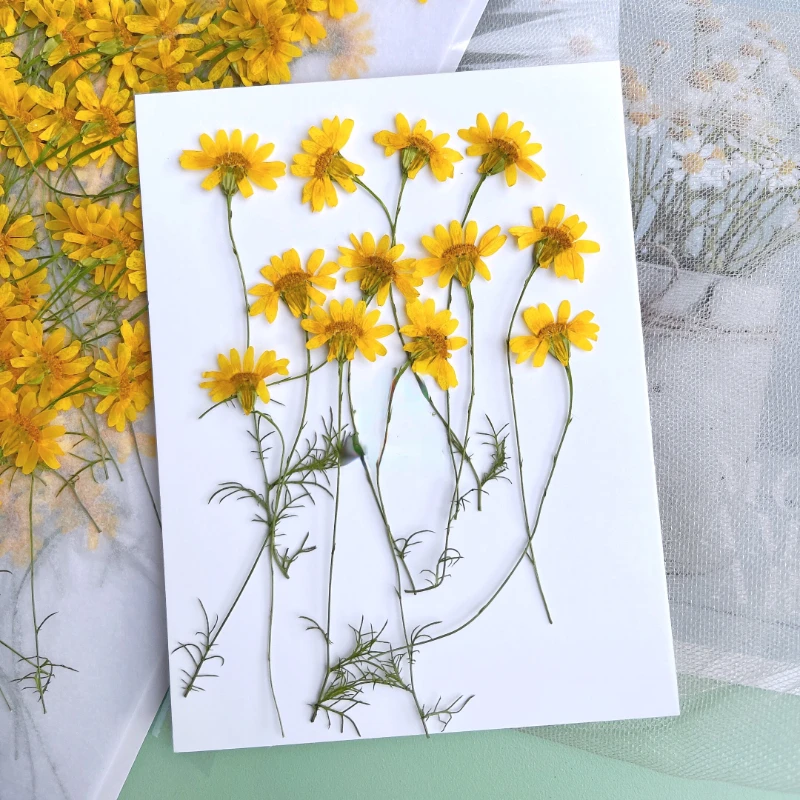 6-10cm/24 Stück, Naturgetrockn – Dried Flower Pressed Bewertung und Preis