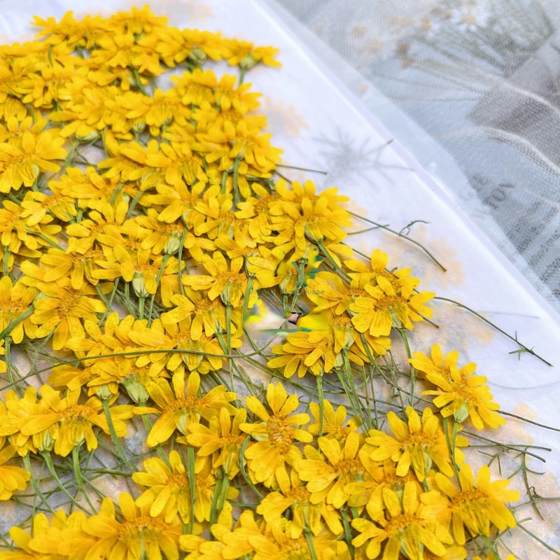 6-10cm/24 Stück, Naturgetrockn – Dried Flower Pressed Bewertung und Preis