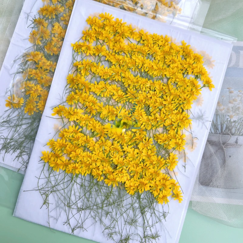 6-10cm/24 Stück, Naturgetrockn – Dried Flower Pressed Bewertung und Preis