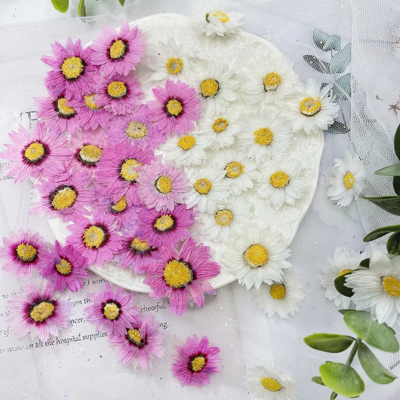 24 stücke/2-4CM, Natürliche Ge – Dried Flower Pressed Bewertung und Preis