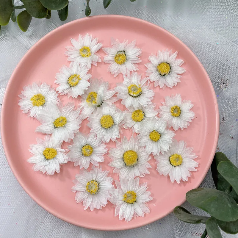 24 stücke/2-4CM, Natürliche Ge – Dried Flower Pressed Bewertung und Preis