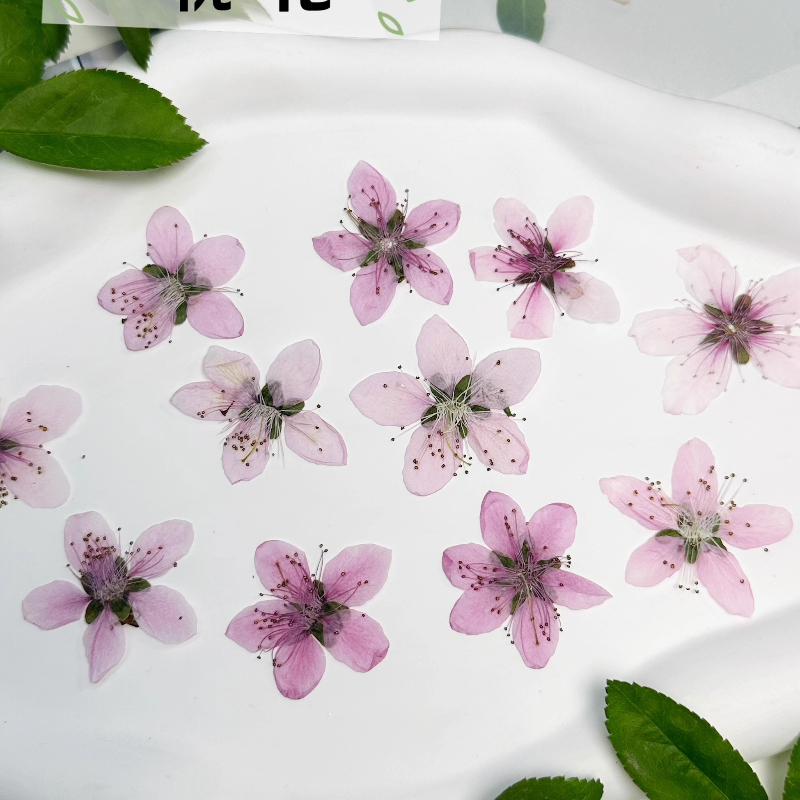 12 Stück, natürliche pfirsichb – Dried Flower Pressed Bewertung und Preis