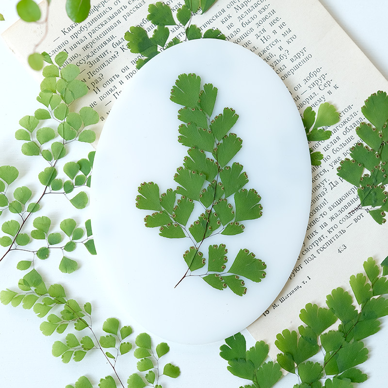 60 Stück Natürliche Pflanzen E – Dried Flower Pressed Bewertung und Preis