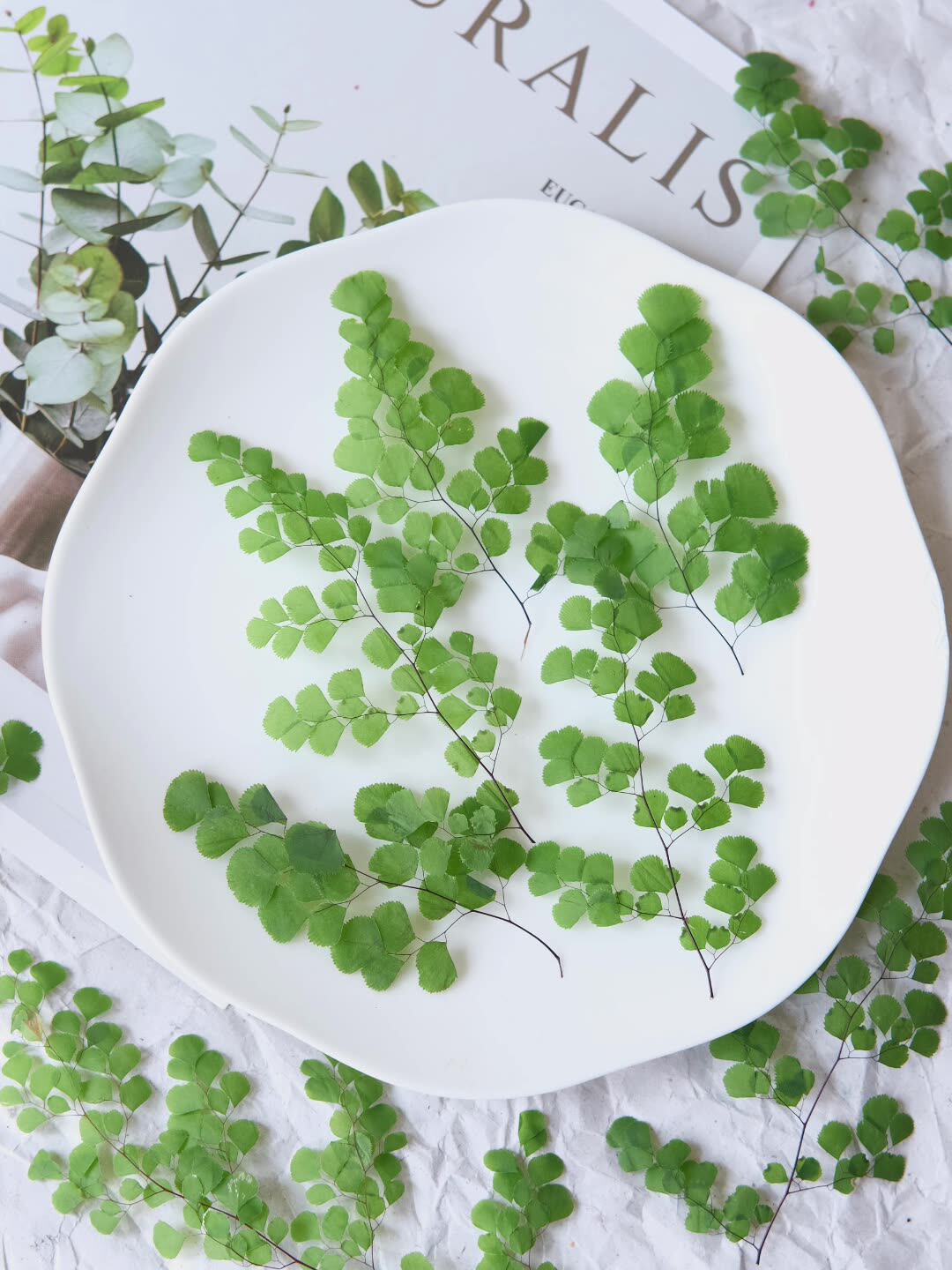 60 Stück Natürliche Pflanzen E – Dried Flower Pressed Bewertung und Preis