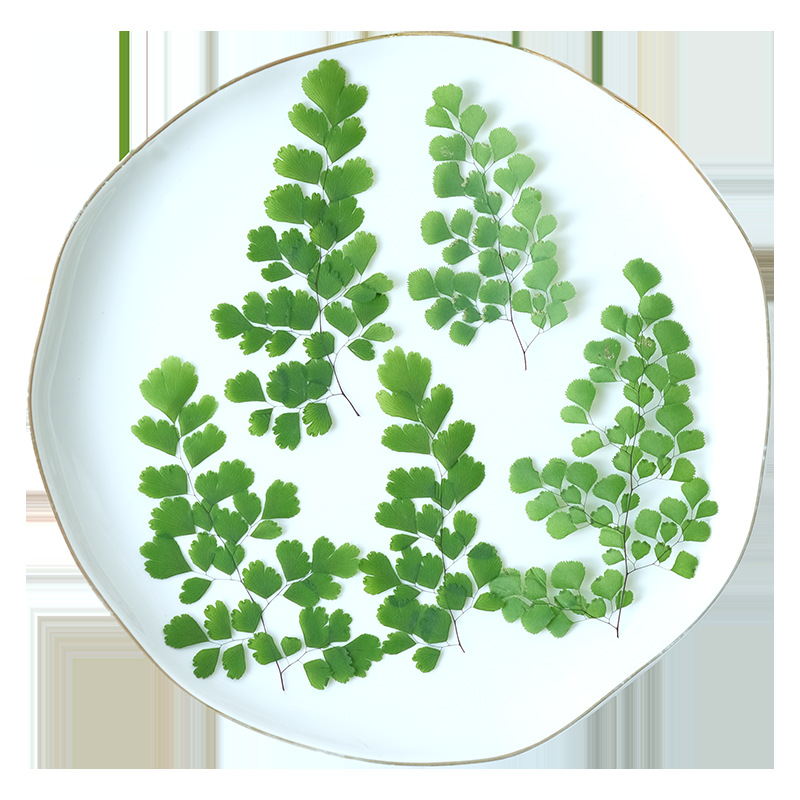 60 Stück Natürliche Pflanzen E – Dried Flower Pressed Bewertung und Preis