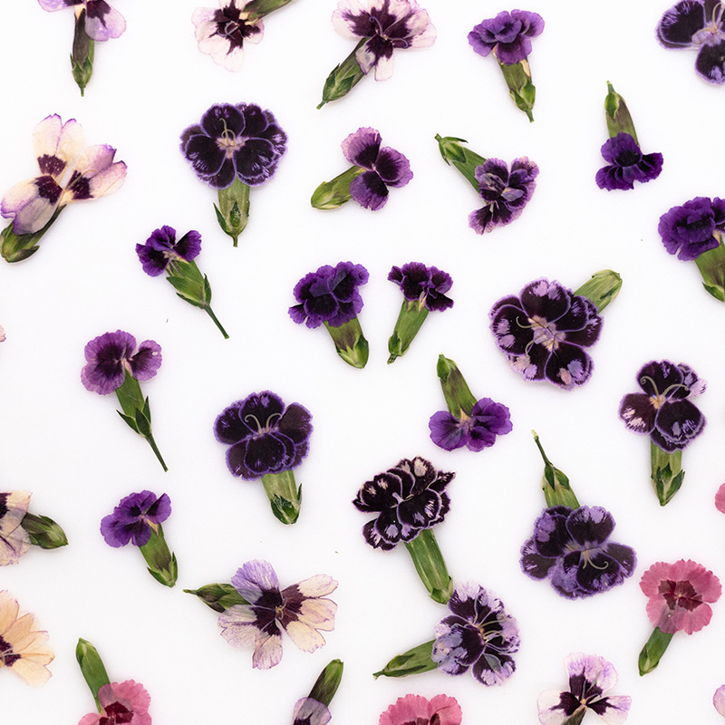 24 Stück, gepresste getrocknet – Dried Flower Pressed Bewertung und Preis