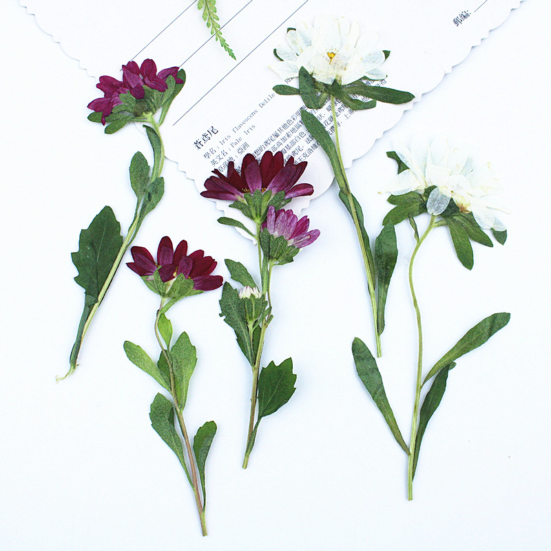 24 Stück, Mini-Chrysanthemen,  – Dried Flower Pressed Bewertung und Preis