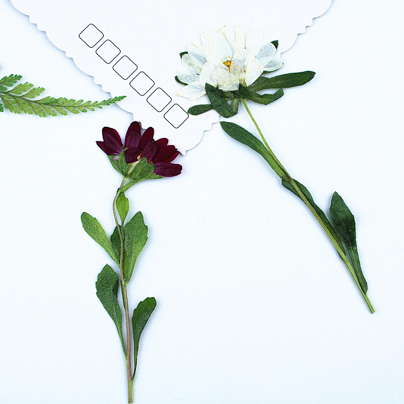 24 Stück, Mini-Chrysanthemen,  – Dried Flower Pressed Bewertung und Preis